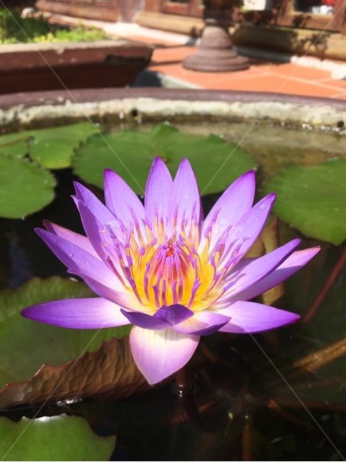 꽃,식물,꽃잎,만개,정원,garden,분홍색,바탕화면