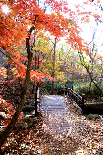 나무,단풍,가을,애기단풍,여형,가을,계절,fall,autumn,season,plant,식물,leaf,잎,tree