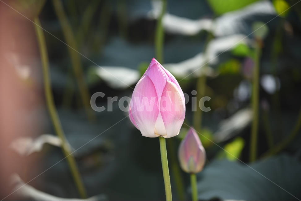 연꽃,꽃봉오리,연잎,연화지,식물,분홍,초록,연두,식물,자연,plants,nature,꽃,flower