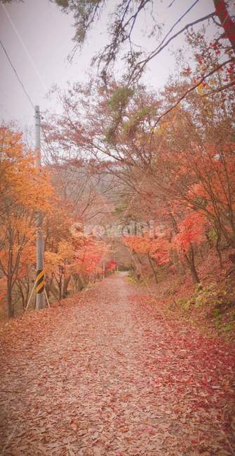 가을,단풍,낙엽,등산,산,산책,길,가을,계절,fall,autumn,season,tree,나무,plant,식물,maple