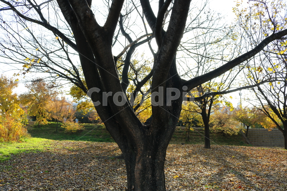 공원,선유도공원,한강공원,자연,풍경,나무,가을,단풍,낙엽,산책길,가을,계절,fall,autumn,season,식물,자연,plants,nature,나무,trees,wood,tree,tree trunk,나무 줄기,plant,ground,바닥