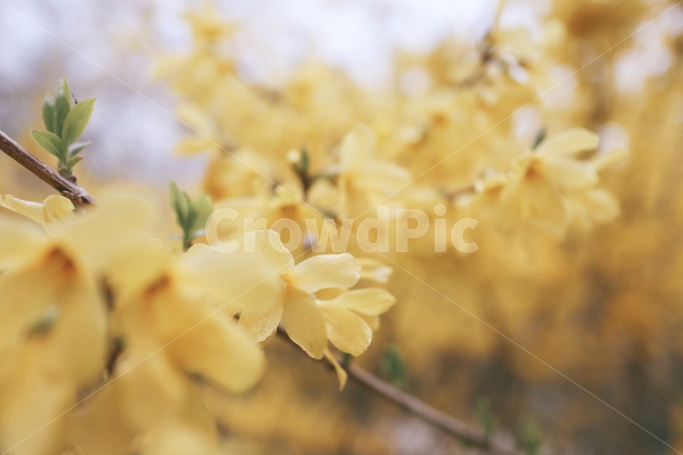 꽃,꽃놀이,개나리,개나리나무,봄,봄,계절,spring,season