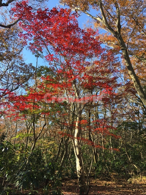 제주,한라산,가을,나무,단풍