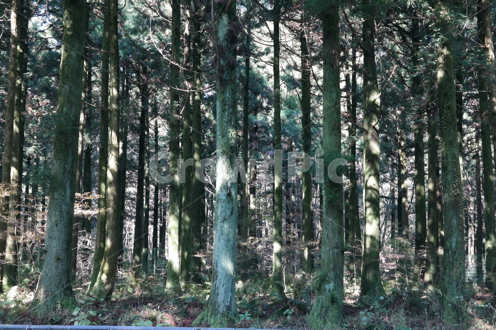 숲,나무,풀,햇빛,자연,나무들,숲길,산,그린,초록색,날씨,빛,자연,풍경,nature,landscape,식물,plants,나무,trees,wood,tree,plant,vegetation,초목,forest,land,땅,outdoors,옥외,woodland,삼림지,grove,작은 숲