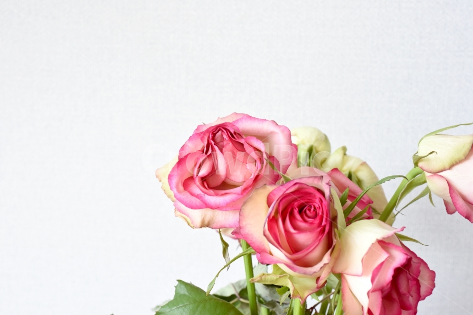 꽃잎,장미,색감,그라데이션,꽃,무지개,연출,식물,사진,photo,누끼,식물,자연,plants,nature,꽃,flower,누끼,remove background