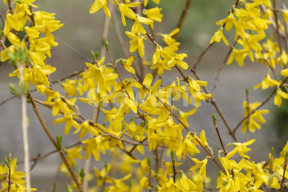spring flowers,spring,forsythia,yellow flower,flower