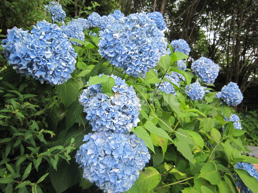 꽃,파란꽃,수국,파란수국,hydrangea,flower,blueflower,여름꽃