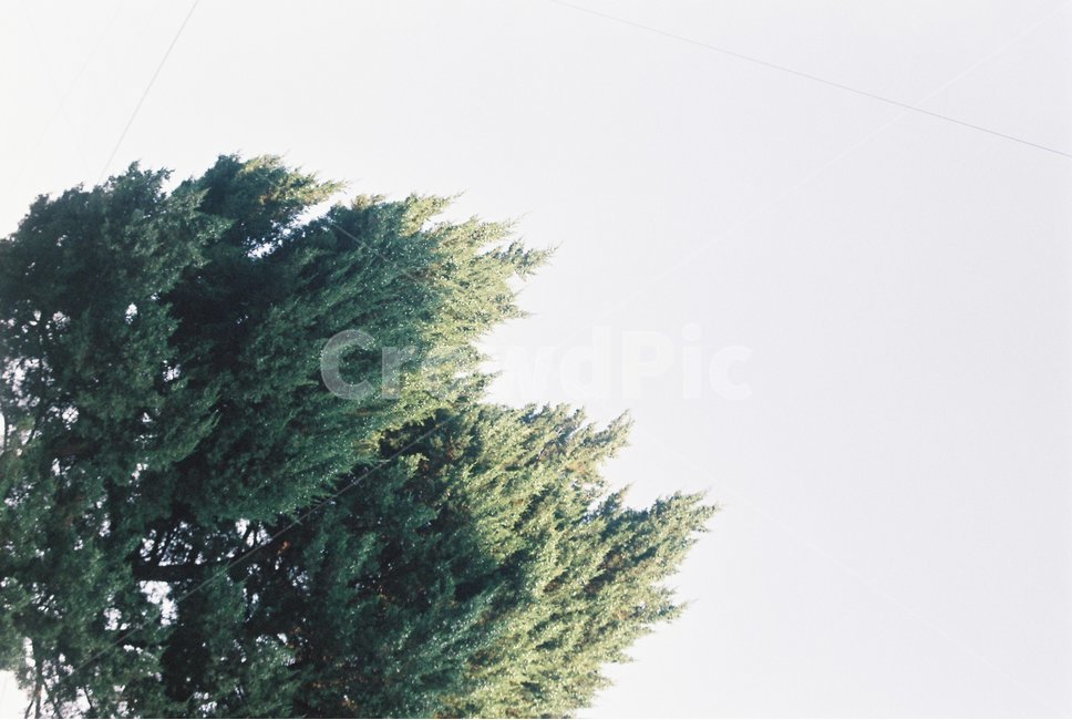 필름카메라,필음,필름사진,감성사진,바람,나무,하늘,구름없음,식물,자연,plants,nature,나무,trees,wood