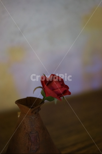 장미,한송이,붉은색,빈티지,꽃,꽃,flower