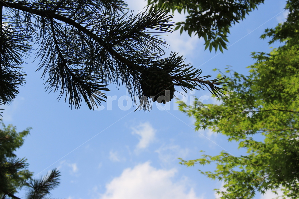 tree,나무,하늘,구름,식물,여행,힐링,자연경관,즐거움,맑은날씨,깨끗함,편안함,치유,자연,풍경,nature,landscape,plant,fir,전나무,conifer,구과 식물