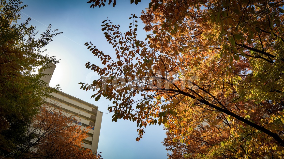 tree,나무,plant,식물,가을,날씨,하늘,sky,가을,계절,fall,autumn,season
