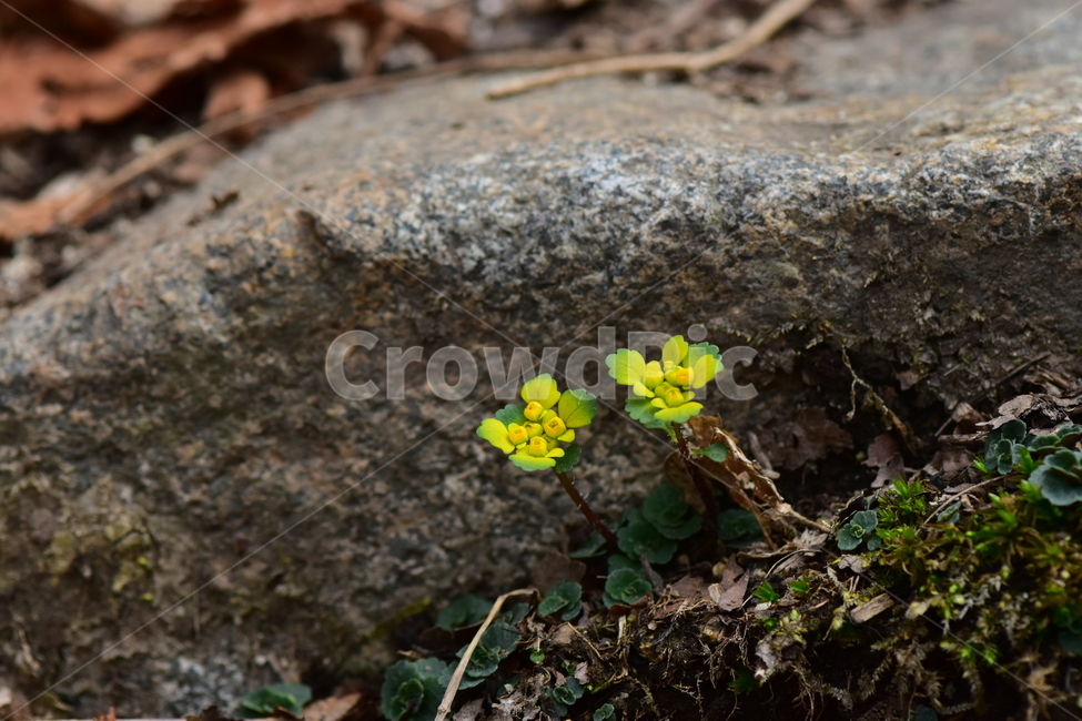 금괭이눈,야생화,봄,꽃,풀꽃,자연,식물,식생,plants,nature,spring,season,flower