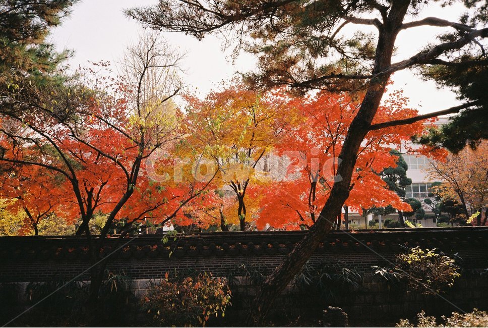 가을,단풍,낙엽,풍경,담벼락,감성이미지,필름사진,감성사진,나무,식물,tree,autumn,maple,plant,가을,계절,fall,autumn,season,자연,풍경,nature,landscape,한국자연풍경,한국자연경관,korea nature landscape