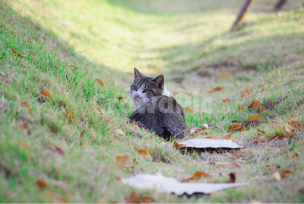 고양이,길고양이,길냥이,cat,kitty,야옹이,코숏,야생고양이,감성,동물,animal,포유류,mammal,고양이,cat,kitten,kitty