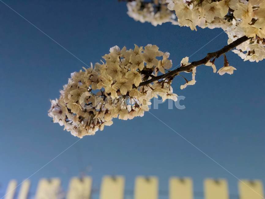 봄,봄날,벚꽃,하늘,벚꽃엔딩,봄봄봄,봄바람,봄,계절,spring,season,식물,자연,plants,nature,꽃,flower,plant