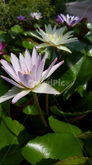 연꽃,꽃,연못,여름,플라워,flower,nelumbonucifera,쌍떡잎식물
