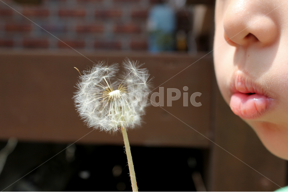 불기,바람,바람불기,아이,어린이,입술,코,볼,얼굴,신체,신체부위,동양인,옆모습,입,민들레,민들레씨앗,씨,씨앗,민들레씨,식물,자연,흰색,화이트,하얀색,봄