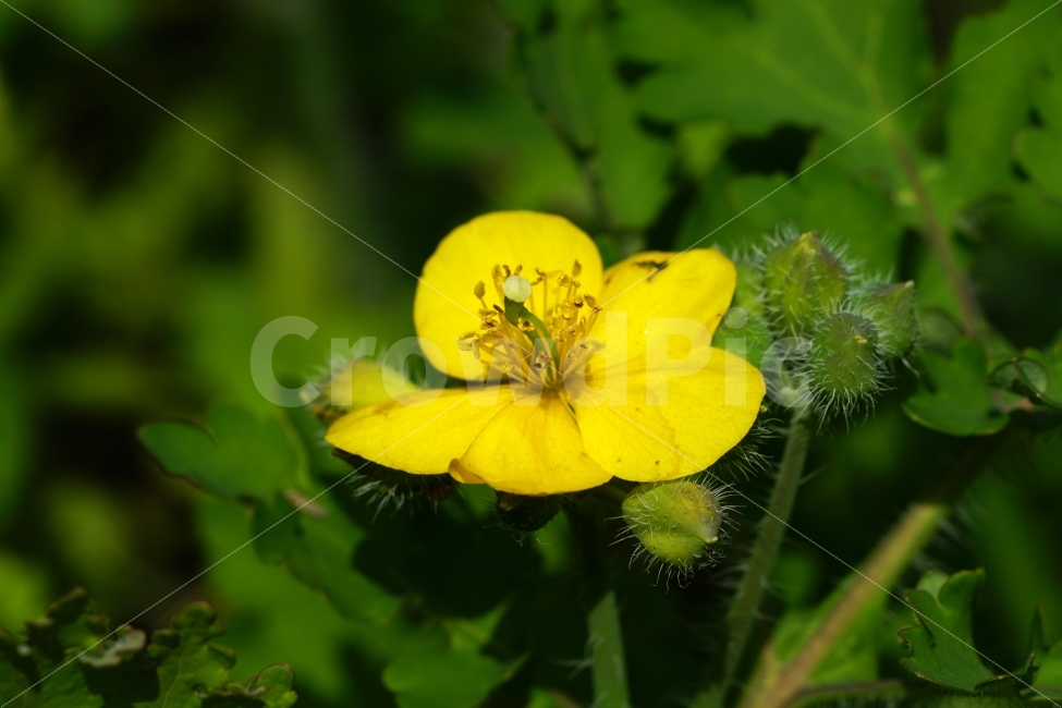 애기똥풀,봄,꽃,플라워,자연,식물,flower,spring,nature,풍경,landscape,경치,plants,season,계절,접사,마크로,macro,클로즈업,closeup,식물,자연,plants,nature,꽃,flower