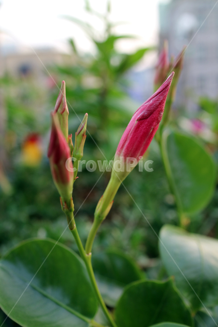 꽃,flowers,봄,계절,식물,자연,꽃밭,정원,아름다움,뷰티,배경이미지,백그라운드,배경,클로즈업,가드닝,텃밭,화려한,꽃잎,꽃송이,꽃봉오리,식물,자연,plants,nature,꽃,flower