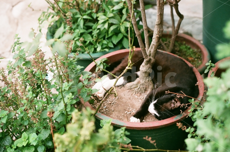 일상,고양이,잠,풍경,배경,감성,감성사진,색감,자연스러움,자연,휴식,힐링,rest,relaxation,healing,동물,animal,포유류,mammal,고양이,cat,kitten,kitty,감성,sensible,feeling