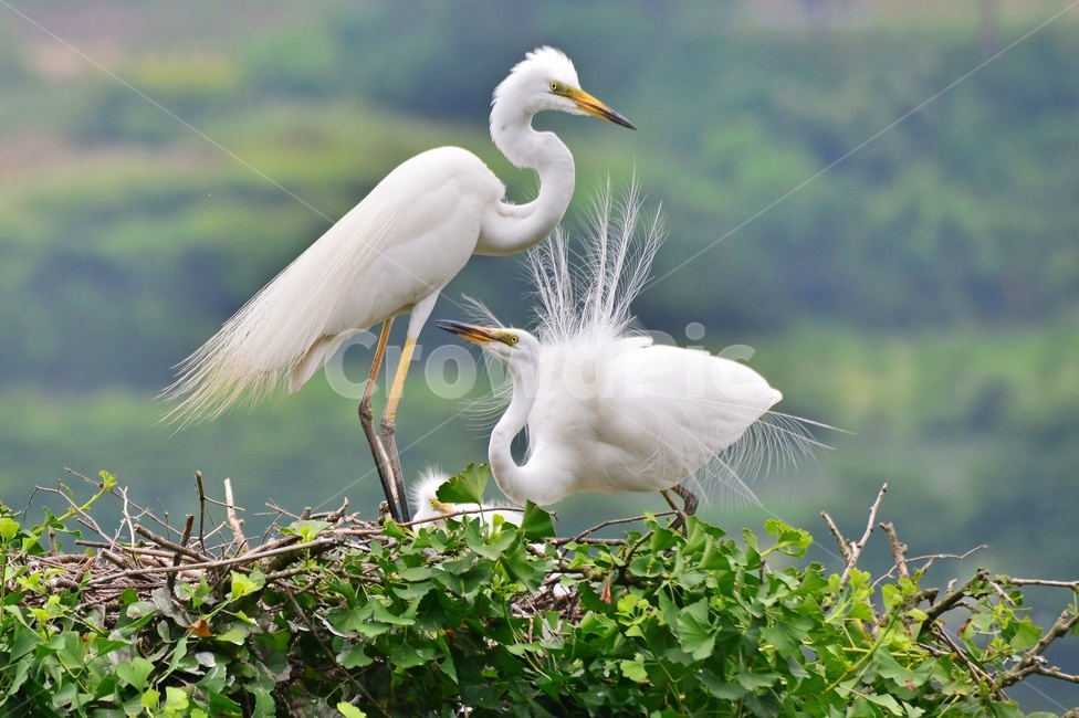 전북,임실,백로,백로부부,백로부부사랑,백로육추,bird,waterfowl,물새,stork,황새,동물,animal,조류,새,birds