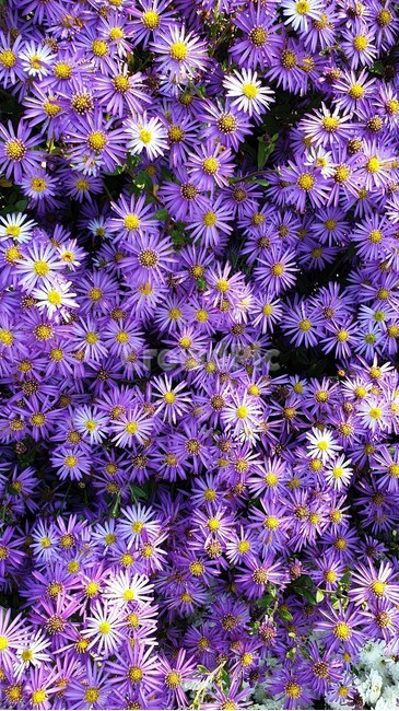 국화꽃,꽃,blossom,식물,plant,flower,바이올렛,보라,가을,가을꽃,purple,보라색국화꽃,보라색국화,보라국화,바이올렛국화,국화,식물,자연,plants,nature,꽃,flower