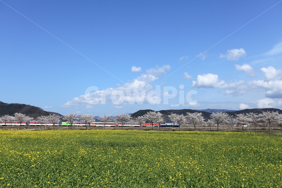 flower field,outing,Gyeongbuk,clouds,scenery,spring,beautiful,Gyeongsangbukdo,cherry trees,railway,train,Korea,sky,nature,Gyeongjusi,countryside,rape blossoms,Gyeongju,cherry blossoms,rapeseed,background,spring scenery