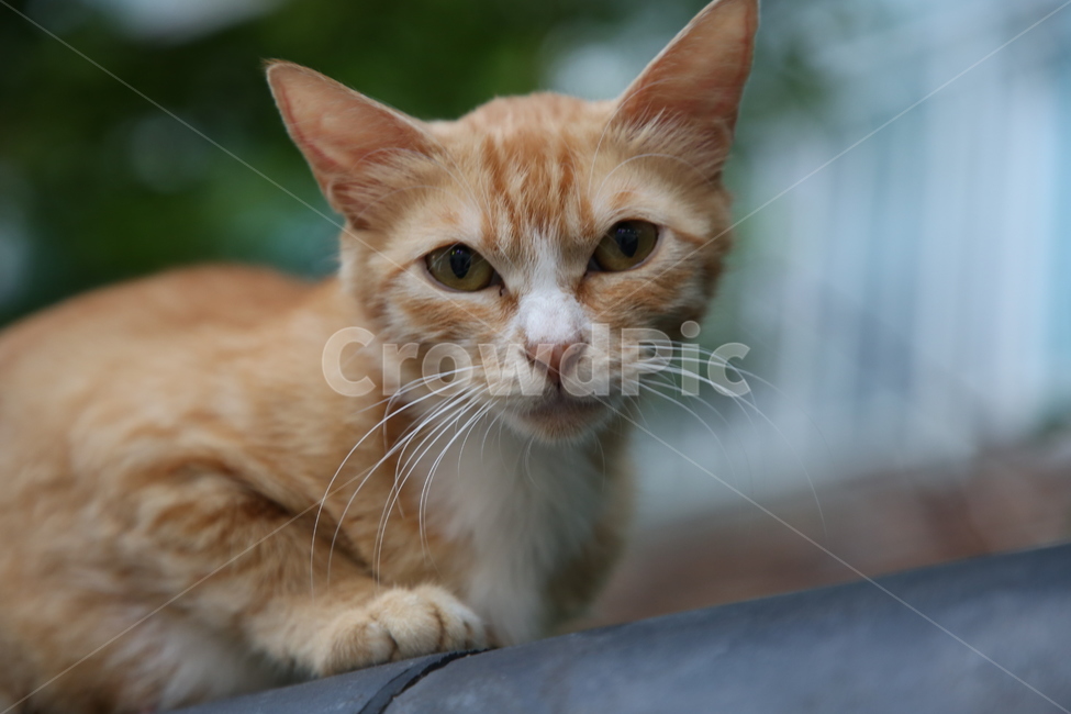 고양이,감성,감성사진,골목,길고양이