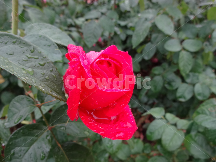 타임레스98,timeless98,짙은적색,미국장미식물,꽃,장미,봄,공원,봉오리,꽃잎,꽃망울,비,꽃송이,야외,물방울,자연,봄비,화원,빨간장미,붉은장미,젖은꽃잎,flower,rose,spring,park,petal,bud,rain,blossom,outdoor,dropofwater,nature,springrain,thescenery,flowergarden,redrose,wetpetal,식물,plant