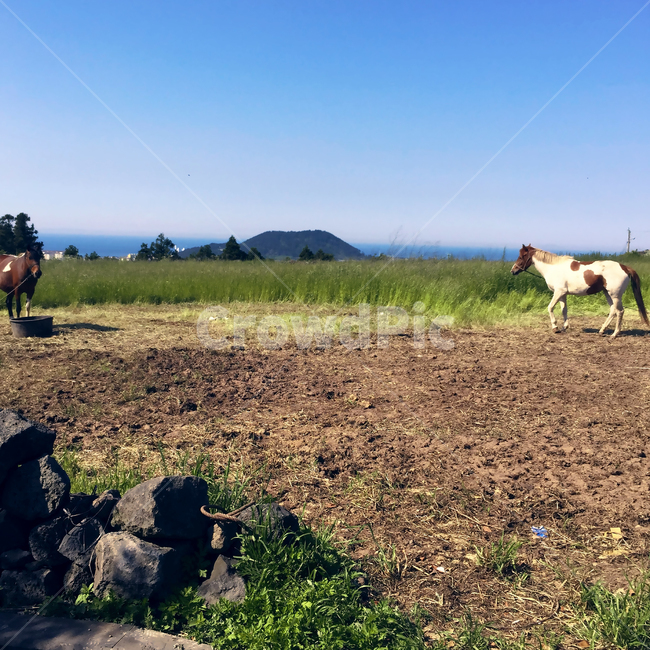 제주,제주풍경,말,섬풍경,밭,돌담,풀,흙,섬,수평선,나무,jeju,island,horse,stonewall,field,horizon