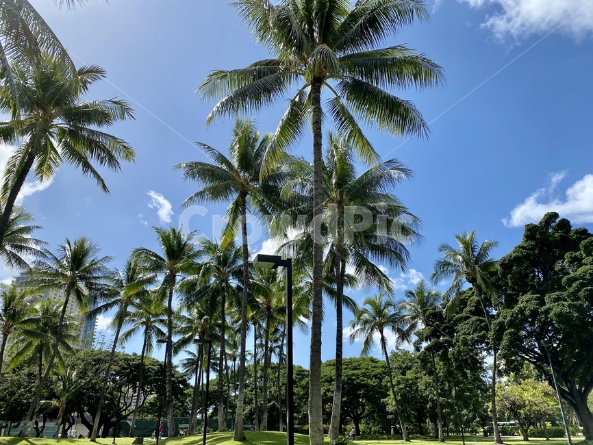 summer,여름,tropical,tree,sun,sky,cool,green,야자수,하와이,하늘,hawaii,식물,자연,plants,nature,나무,trees,wood