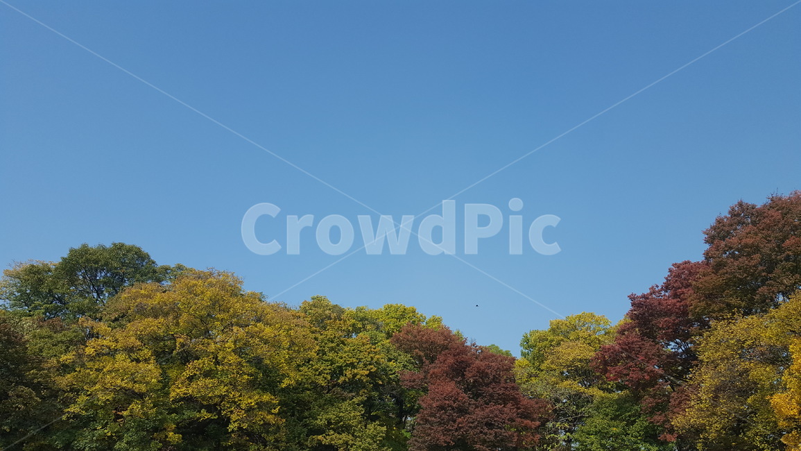 나무,숲,하늘,배경,구름,단풍,가을,가을,계절,fall,autumn,season,자연,풍경,nature,landscape,outdoors,옥외