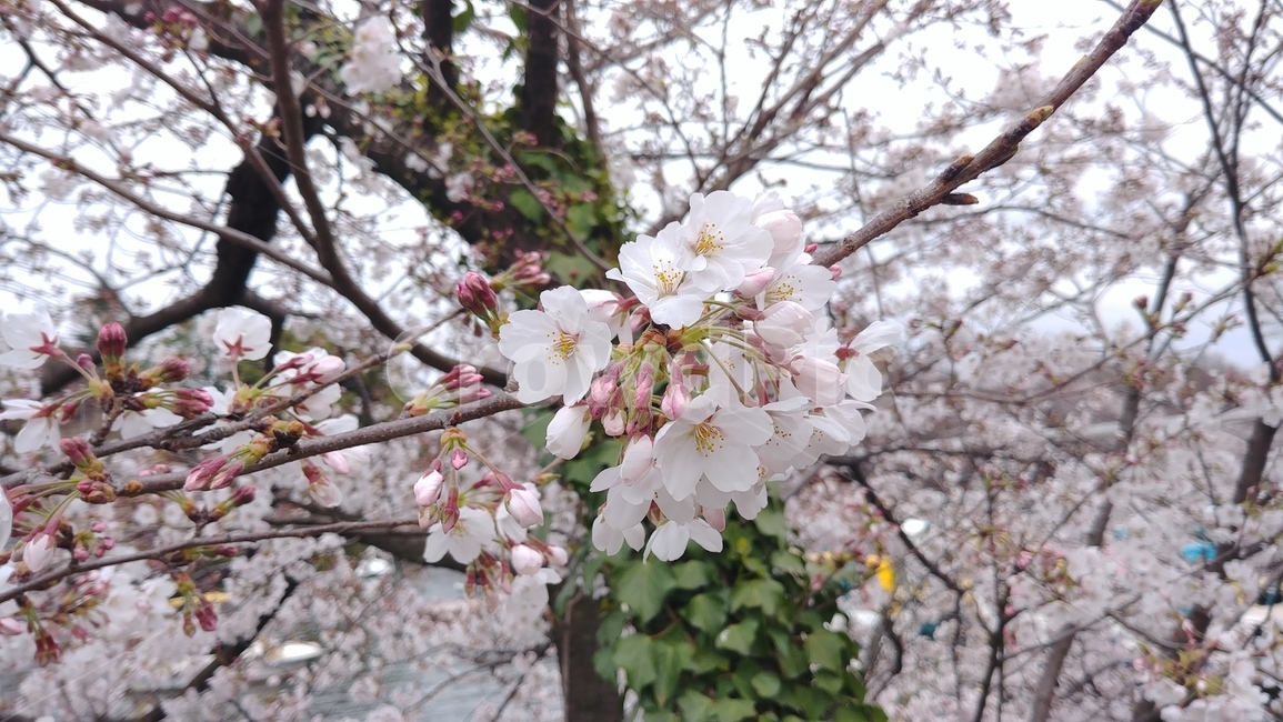 벚꽃,나무,꽃,넝쿨,blossm,봄,계절,spring,season,식물,자연,plants,nature,꽃,flower,plant,blossom