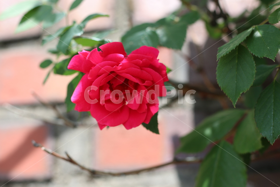 꽃,장미꽃,꽃송이,잎,식물,야외,자연,정원,싱그러움,아름다움,빨강,초록,flower,rose