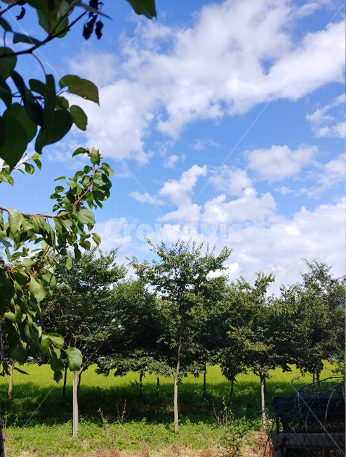 풍경,나무,자연,푸릇푸릇,감성배경,자연,풍경,nature,landscape,plant,식물
