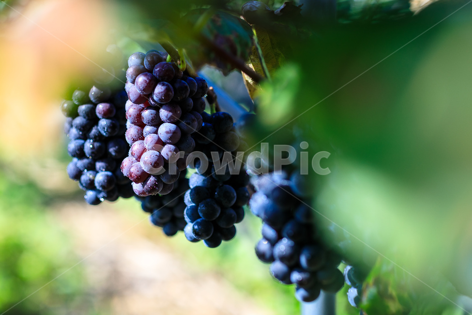 포도,수확,가을,포도나무,과일,포도원,익은,열매,농촌,과일,열매,fruit,산업,industry,industrial,농업,농사,agriculture,farming,farming industry