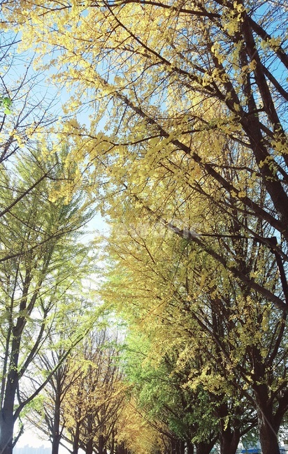 가을,은행나무,ginkgo,tree,ginkgotree,나무,fall