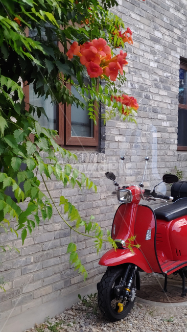 골목길,스쿠터,오토바이,능소화,담장,돌담,울타리,탈것,대중교통,빨강색,레드,여름꽃,집,하우스,건축물,창문,배경,바탕,백그라운드,소형오토바이,red,wall,scooter,꽃,7월