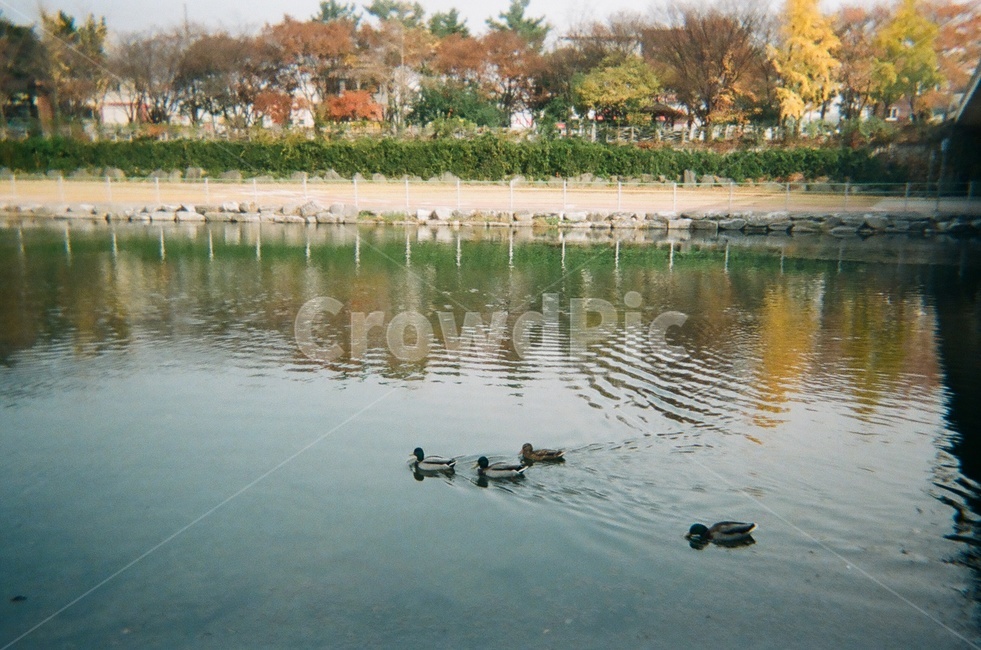 오리,하천,강,동물,풍경,동물,animal,조류,새,birds