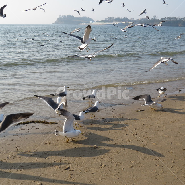바다,격포,해수욕장,바닷가,해안,갈매기,풍경,기분좋은,파란,해변,해변가,동물,animal,조류,새,birds