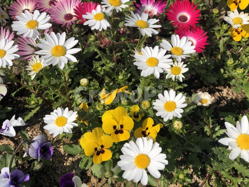 꽃,하얀꽃,노란꽃,풀,봄,식물,자연,plants,nature,꽃,flower
