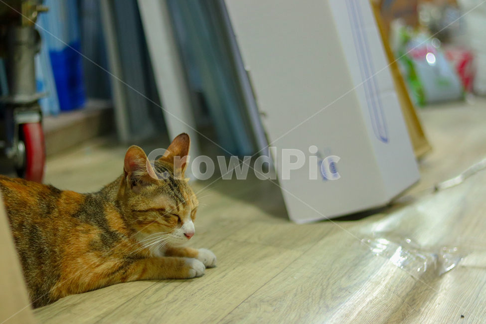 고양이,냐옹이,야옹이,길고양이,cat,동물,animal,straycat