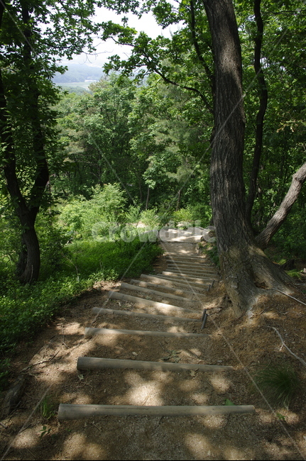 길,숲,초록,나무,잎,식물,plant,계절,봄,spring,자연,풍경,nature,landscape,tree,ground,바닥