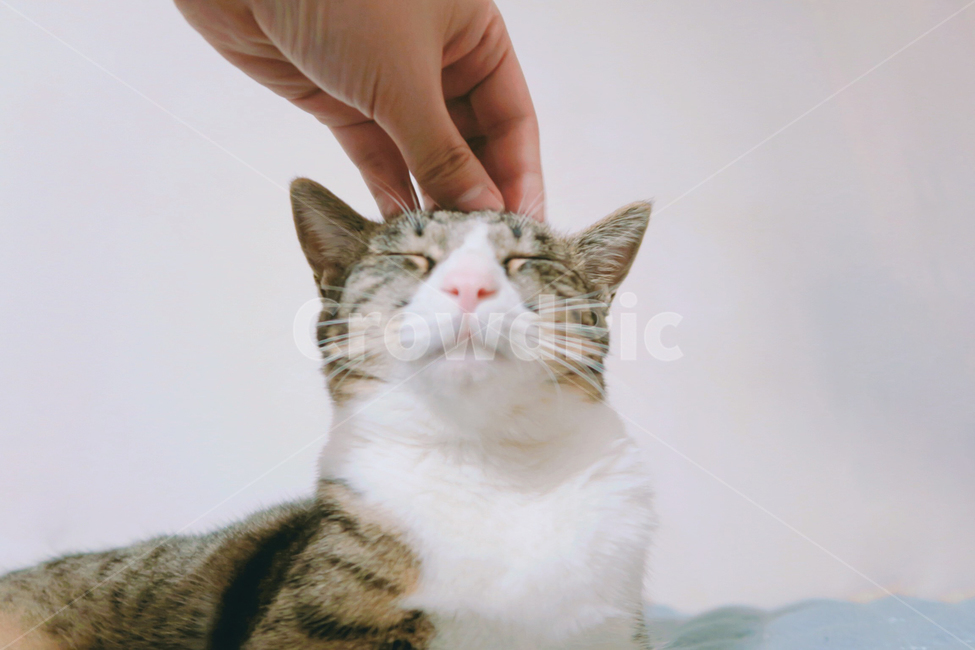 고양이,반려동물,길고양이,감성사진,쓰다듬기,길냥이,유기묘,귀여움,사랑스러움,동물,포유류,흰색,cat,animal,mammal,kitten,kitty,cute,lovely,동물,animal,포유류,mammal,고양이,cat,kitten,kitty