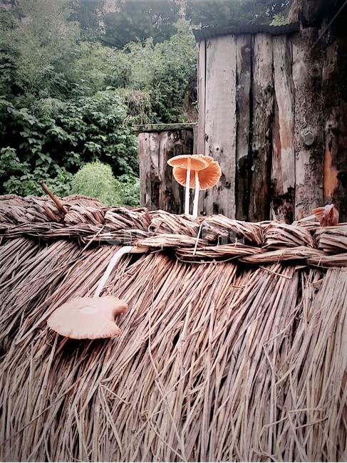 버섯,경주양동마을,경주,양동마을,전통,한국전통마을,한국전통,전통문화,landscape,koreantraditional,koreanculture,touristtraditional,유네스코세계문화유산,집성촌,양반마을,전통가옥,초가집,시골,마을,country,rural,한국문화,데이트,외로움,자연,nature,mushroom,식물,vegetable,food,식재료,식자재,요리,한국자연,한국의자연,한국적인,풍경,감성,힐링,healing,plants,이끼,여름,계절,비,장마,summer,휴식,rest,생명력,작은버섯,산책,골목길,담장,낡은나무,빈티지,vintage,우산