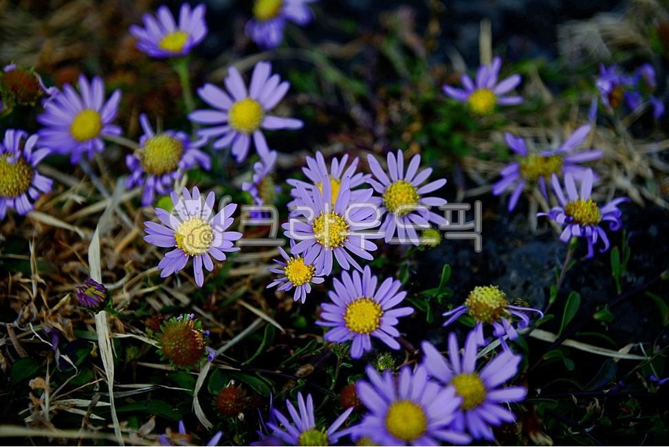 해국,바닷가,식물,flower,꽃,blossom