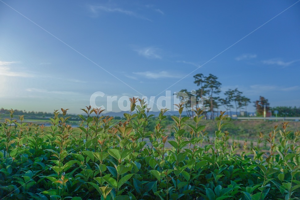 하늘,자연,풀,꽃,호수,natural,sky