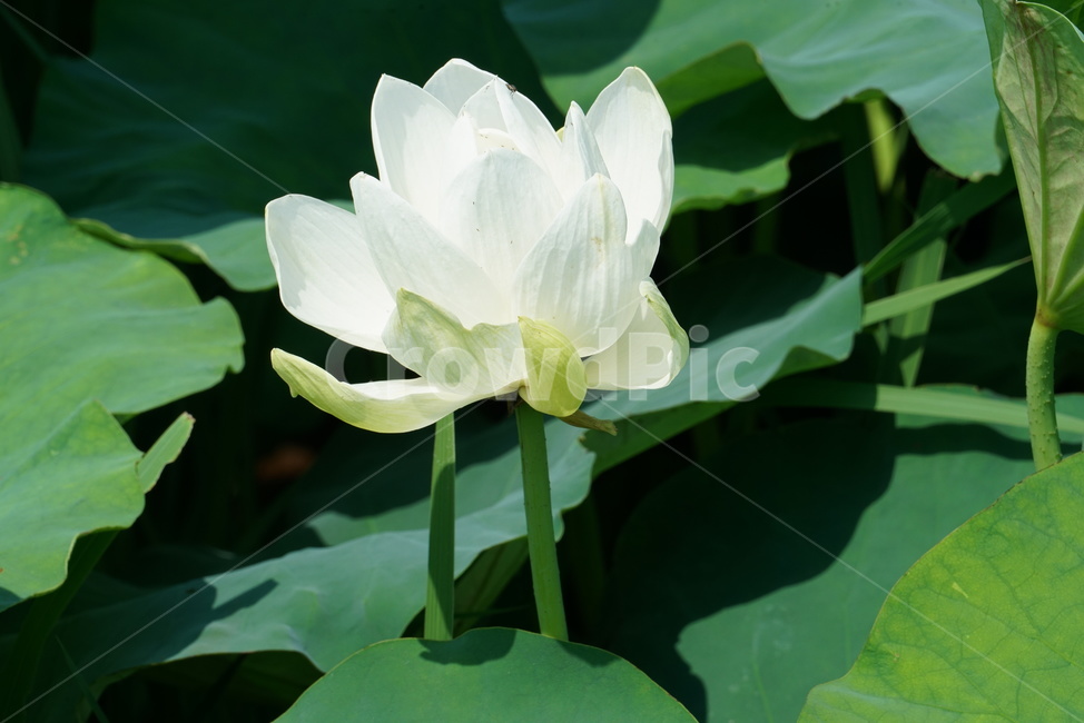 백련지,연꽃,백련,백목련,bailian,뱅년