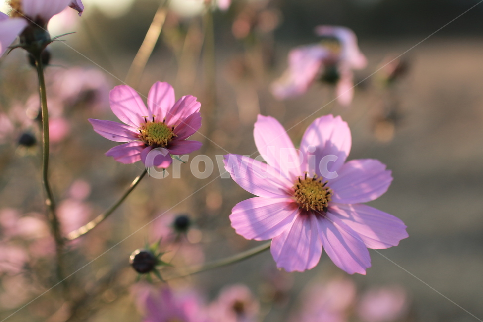 코스모스가을,가을꽃,해질녘,노을,가을볕,가을,계절,fall,autumn,season,식물,자연,plants,nature,꽃,flower,plant
