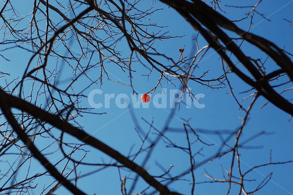 까치밥,마지막잎새,홍시,단감,겨울,자연,나무,감나무,식물,자연,plants,nature,과일,열매,fruit